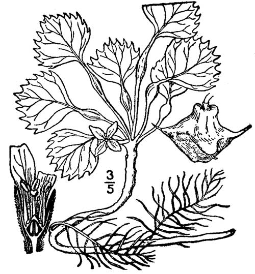 ocean plant coloring pages - photo #36