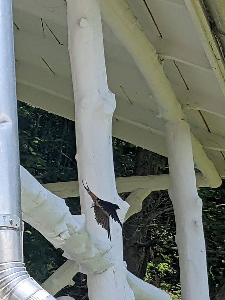 Barn swallows taking off from the Kearney House