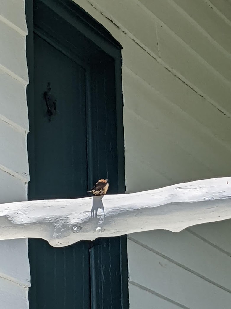 Barn swallow at the Kearney House