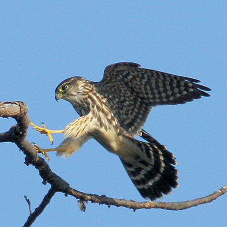 Merlin.