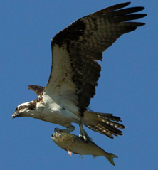 Osprey