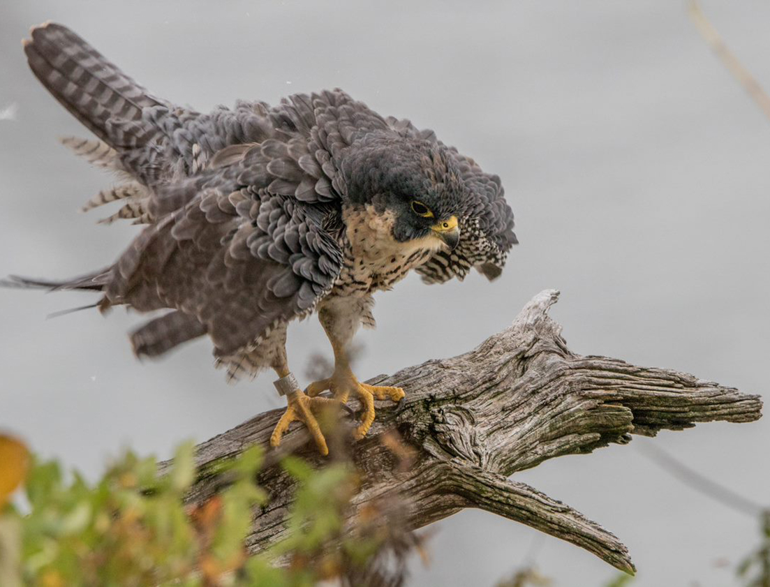 peregrine falcon