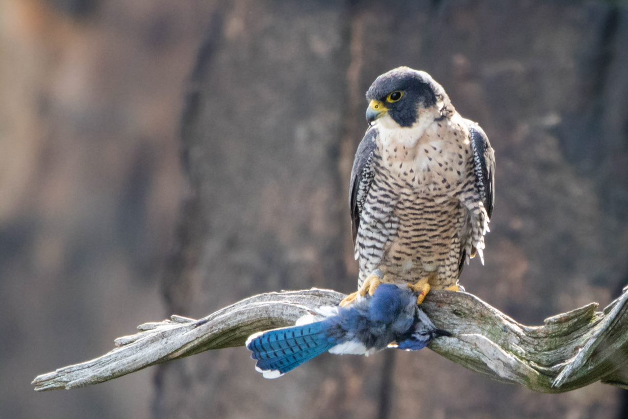 Peregrine falcon