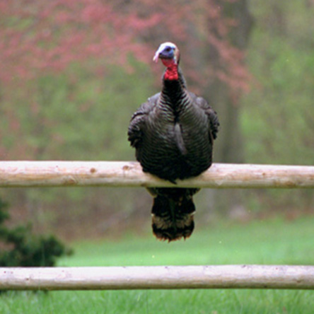 wild turkey